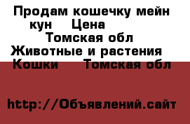 Продам кошечку мейн кун. › Цена ­ 6 000 - Томская обл. Животные и растения » Кошки   . Томская обл.